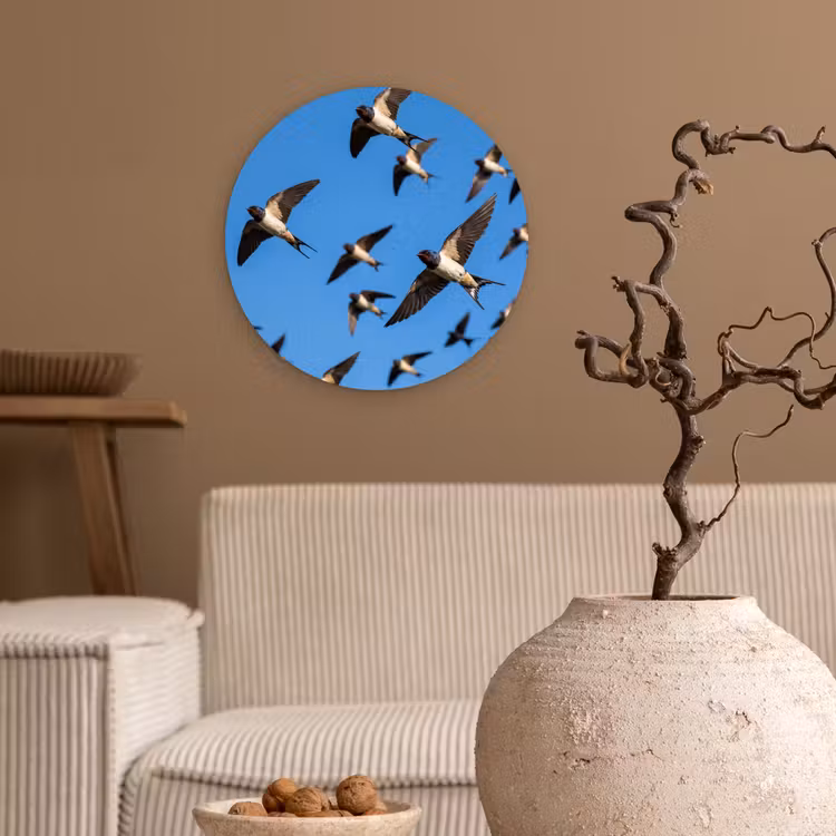 Zwaluwen - Vliegen - Blauw Wandcirkel kunststof plaat 5mm dik klein -sfeer1