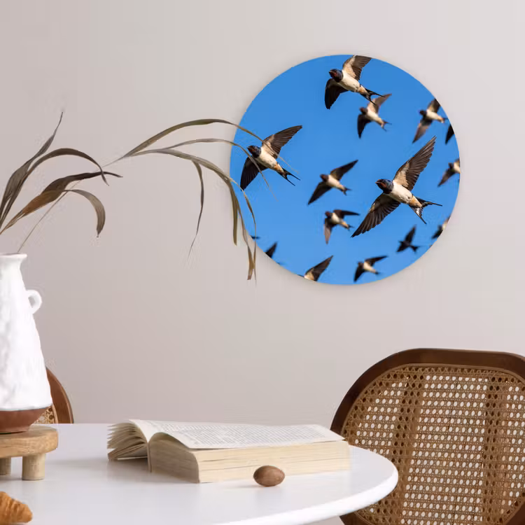 Zwaluwen - Vliegen - Blauw Wandcirkel kunststof plaat 5mm dik klein -sfeer4