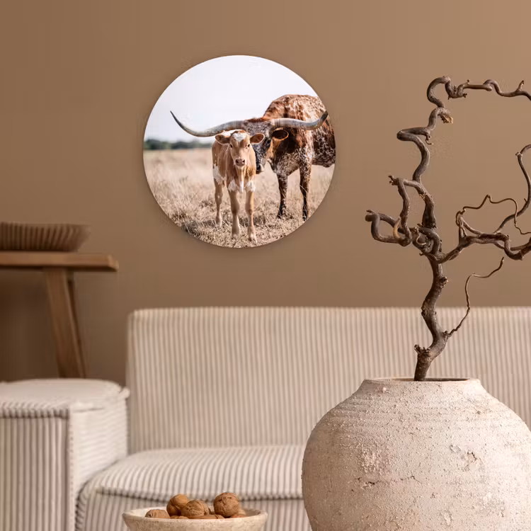 Texas Longhorn - Kalf - Weide - Dieren Wandcirkel kunststof plaat 5mm dik klein -sfeer1