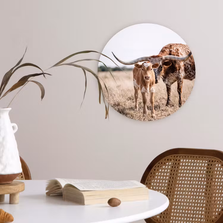 Texas Longhorn - Kalf - Weide - Dieren Wandcirkel kunststof plaat 5mm dik klein -sfeer4