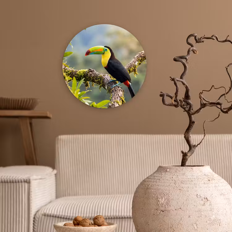 Toekan - Jungle - Natuur - Kleurrijk Wandcirkel kunststof plaat 5mm dik klein -sfeer1