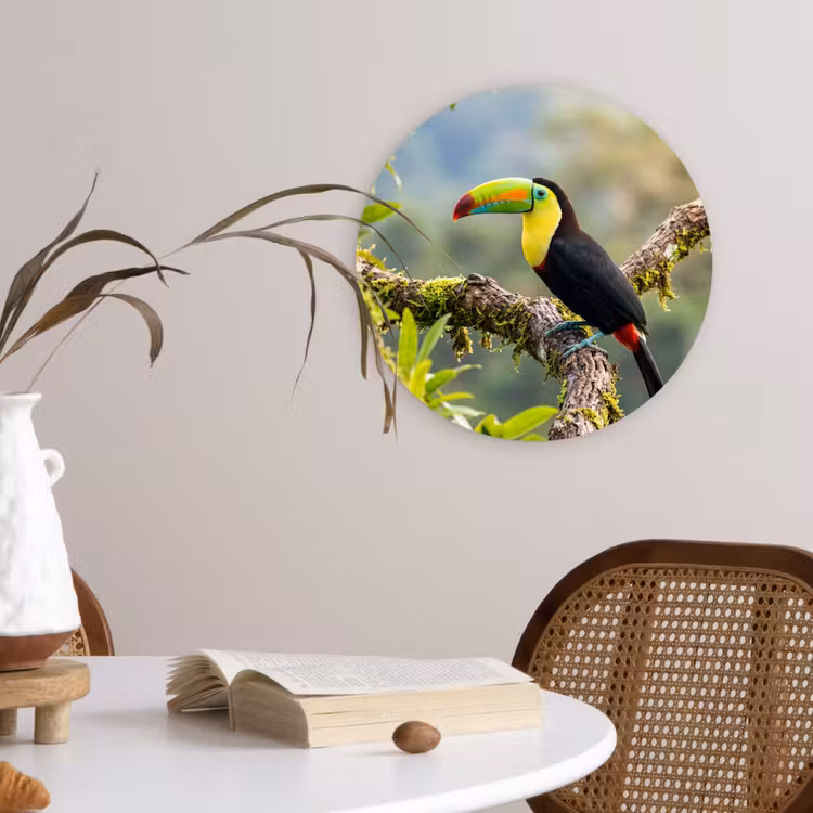 Toekan - Jungle - Natuur - Kleurrijk Wandcirkel kunststof plaat 5mm dik klein -sfeer4
