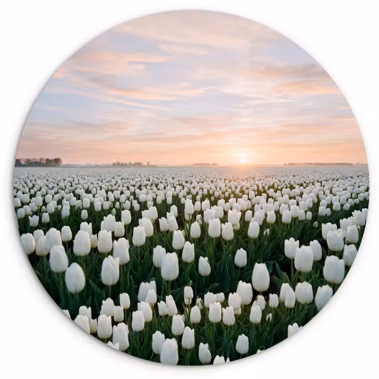 Tulpen - Landschap - Wit Wandcirkel kunststof plaat 5mm dik klein -3d