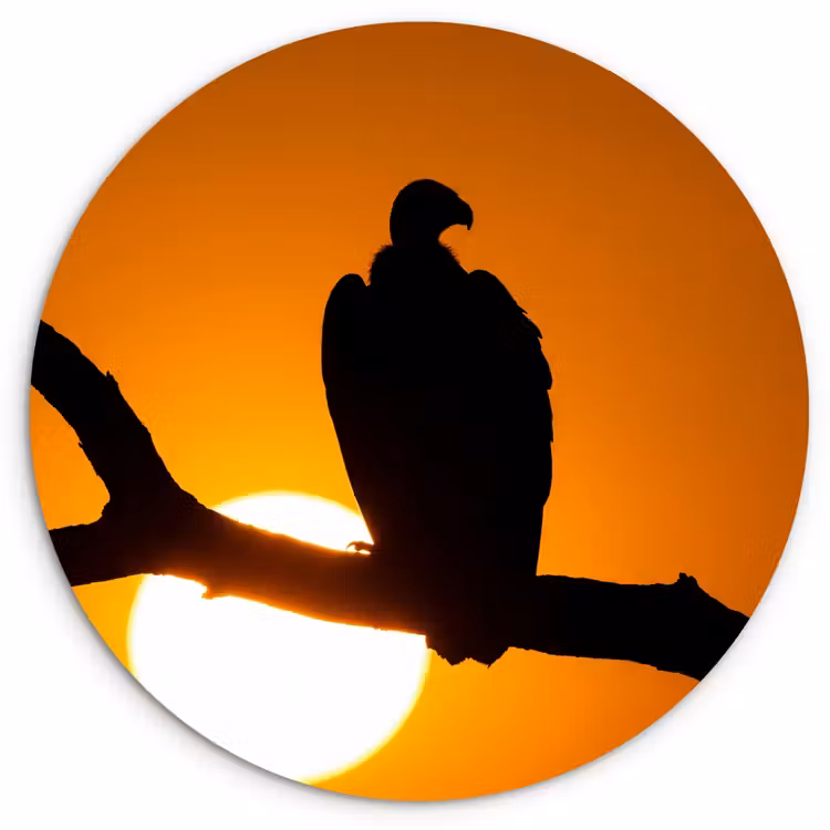 Gier - Tak - Zon - Oranje Wandcirkel kunststof plaat 5mm dik klein -3d
