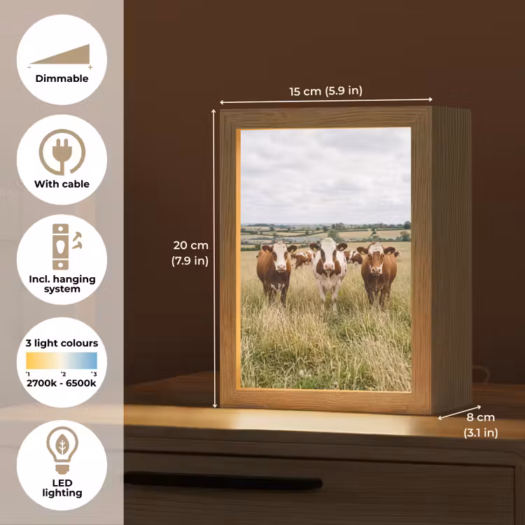 Koeien - Portret - Weide - Boerderij - Nieuwsgierig Light Box met kabel (Tafellamp) klein -USP_EN