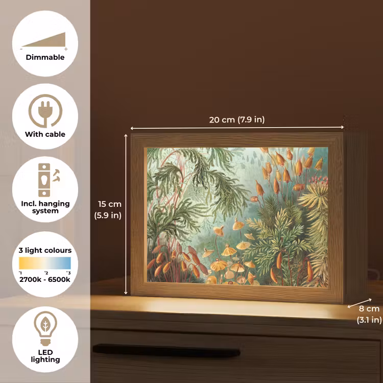 Oude meesters - Kunst - Muscinae - Haeckel Light Box met kabel (Tafellamp) klein -USP_EN