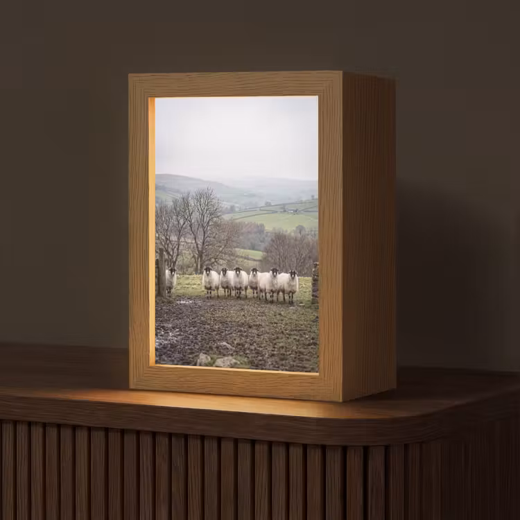 Schapen - Rij - Weide - Dieren - Platteland Light Box met kabel (Tafellamp) klein -z3d_website