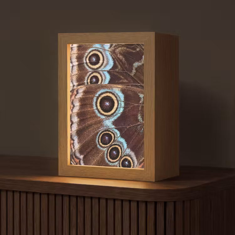 Vleugels - Vlinder - Blauw Light Box met kabel (Tafellamp) klein -z3d_website