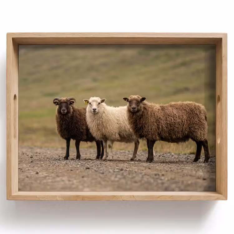 Schapen - Bruin - Wit - Grindpad Dienblad Rechthoek middel -z3d_shopping
