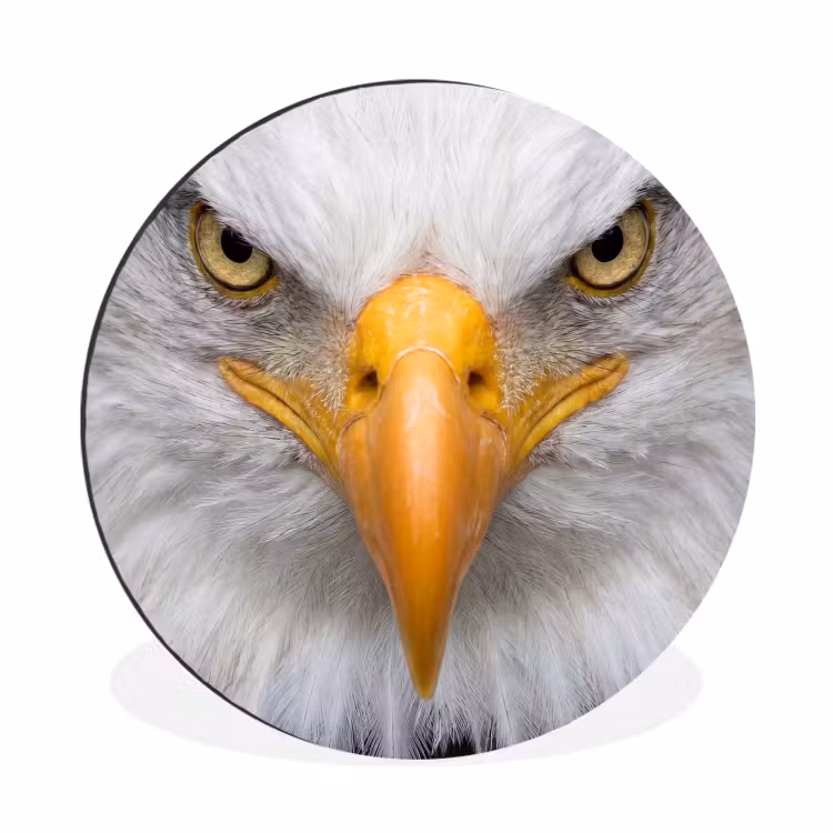 Amerikaans - Zeearend - Portret - Geel Wandcirkel aluminium klein -3d