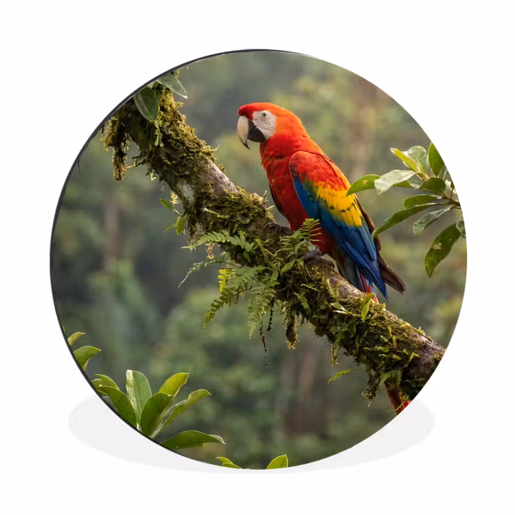 Ara - Jungle - Rood Wandcirkel aluminium klein -3d