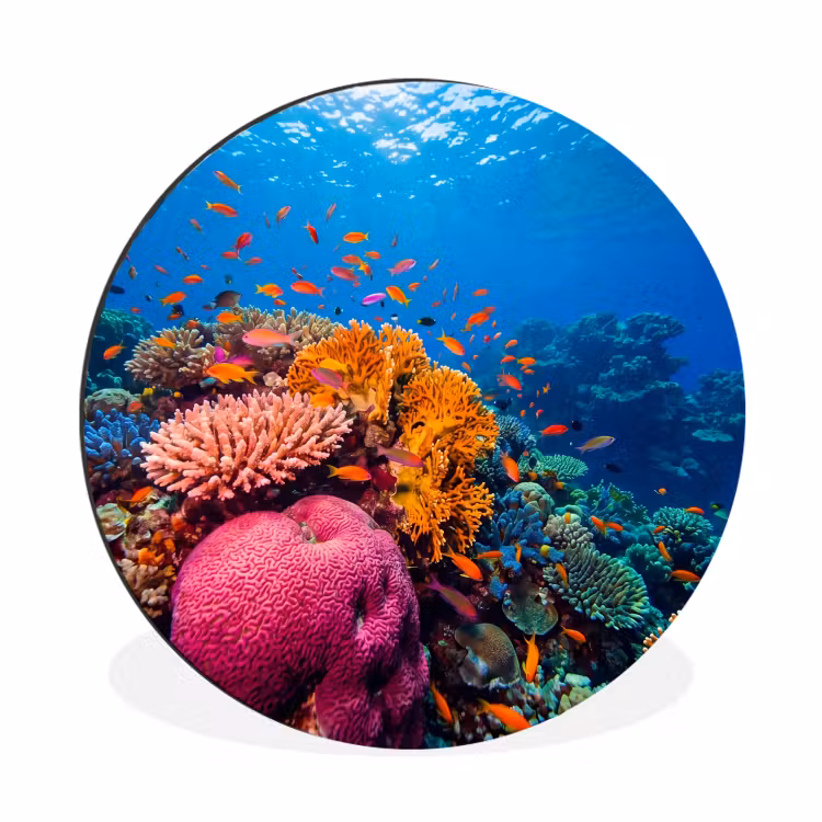 Koraal - Vissen - Oceaan - Natuur - Kleurrijk Wandcirkel aluminium klein -3d