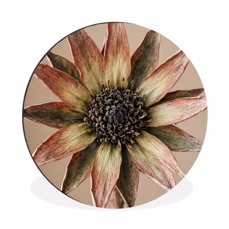 Droogbloem - Protea - Vintage - Beige - Rustiek Wandcirkel aluminium klein -3d