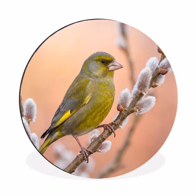 Groenling - Katjes - Lente - Natuur - Zacht Wandcirkel aluminium klein -3d