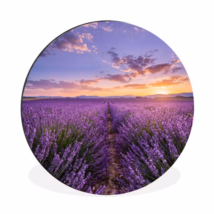 Lavendel - Veld - Natuur - Paars Wandcirkel aluminium klein -3d