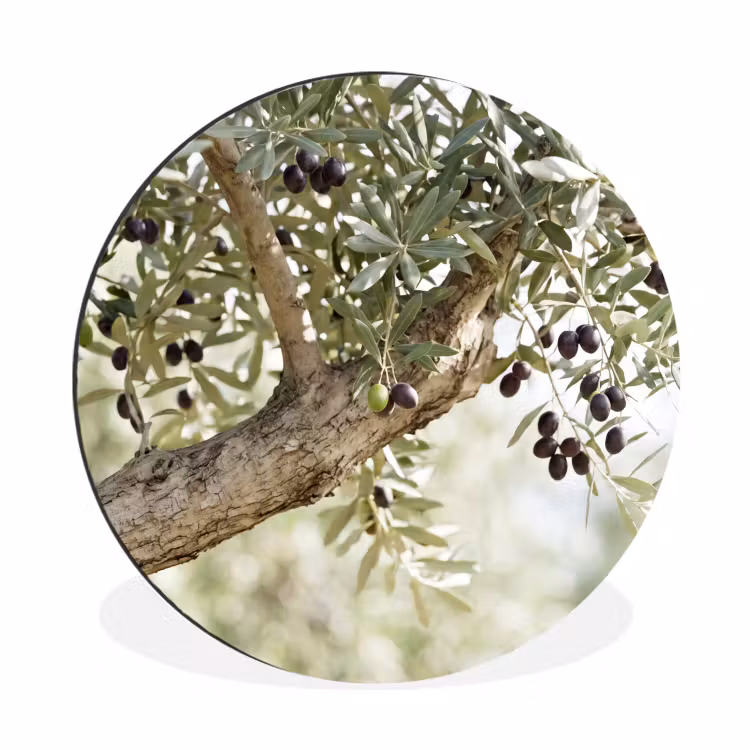 Wall circle - Aluminum - Olive tree - branch - green - Olijfboom - tak - groen Wandcirkel aluminium klein