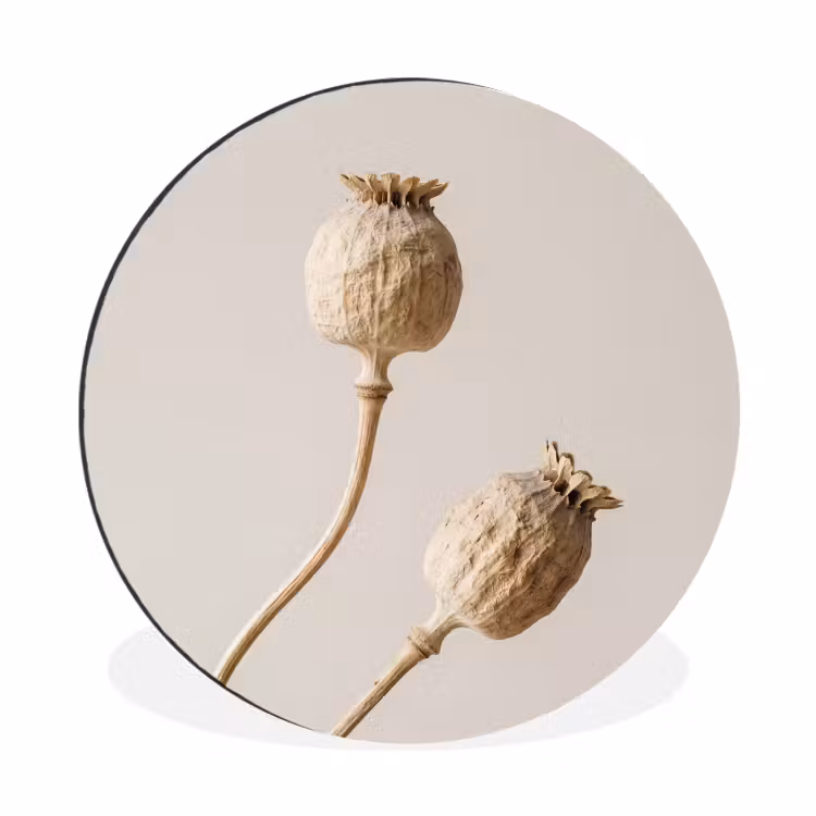 Papaverbollen - Droogbloemen - Minimalistisch - Beige - Rustig Wandcirkel aluminium klein -3d