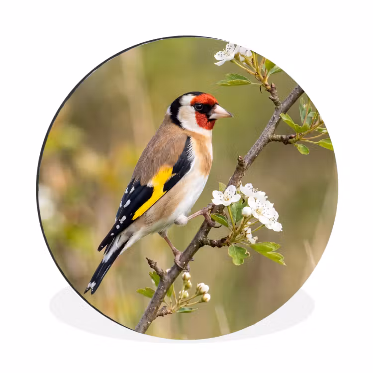 Putter - Bloesem - Lente - Natuur - Kleurrijk Wandcirkel aluminium klein -3d