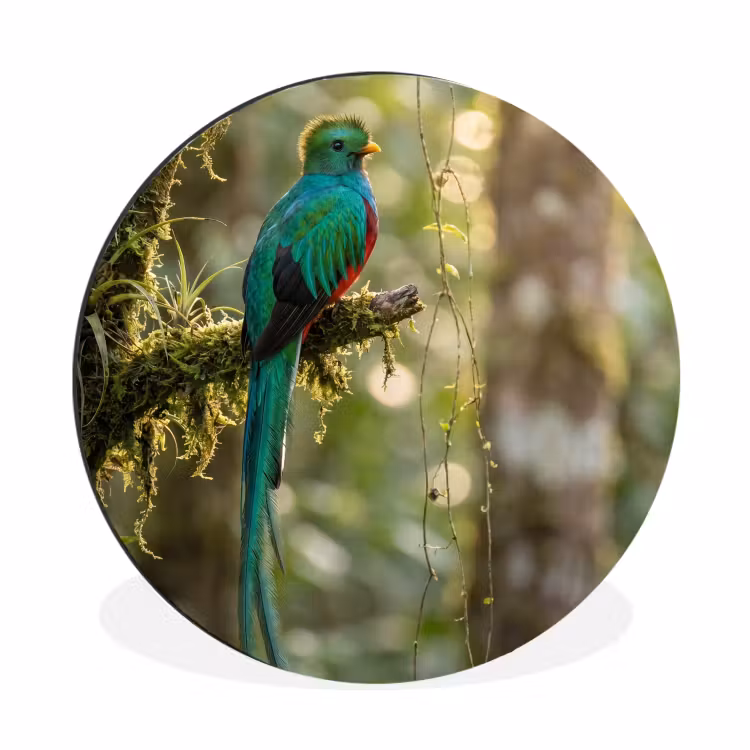 Quetzal - Jungle - Natuur - Groen Wandcirkel aluminium klein -3d