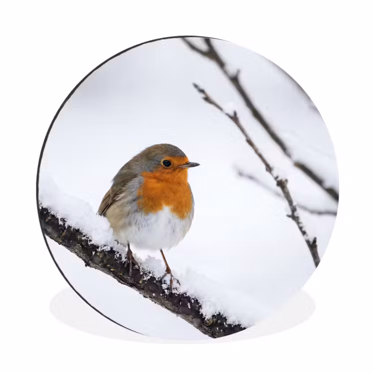 Roodborstje - Tak - Sneeuw - Winter - Levendig Wandcirkel aluminium klein -3d