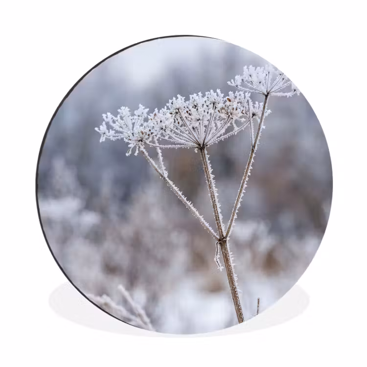 Schermbloem - Rijp - Kristallen - Winter - Delicaat Wandcirkel aluminium klein -3d