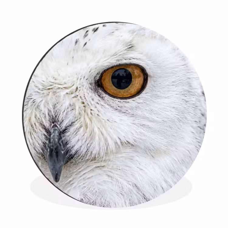 Sneeuwuil - Oog - Wildlife - Wit Wandcirkel aluminium klein -3d