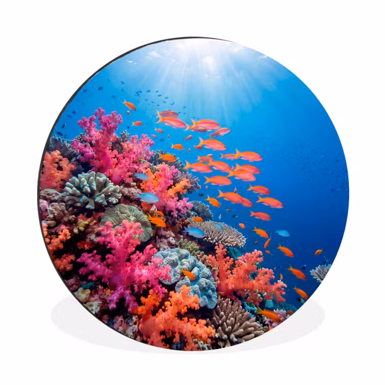 Onderwater - Koraalrif - Vissen - Oceaan - Natuur Wandcirkel aluminium klein -3d