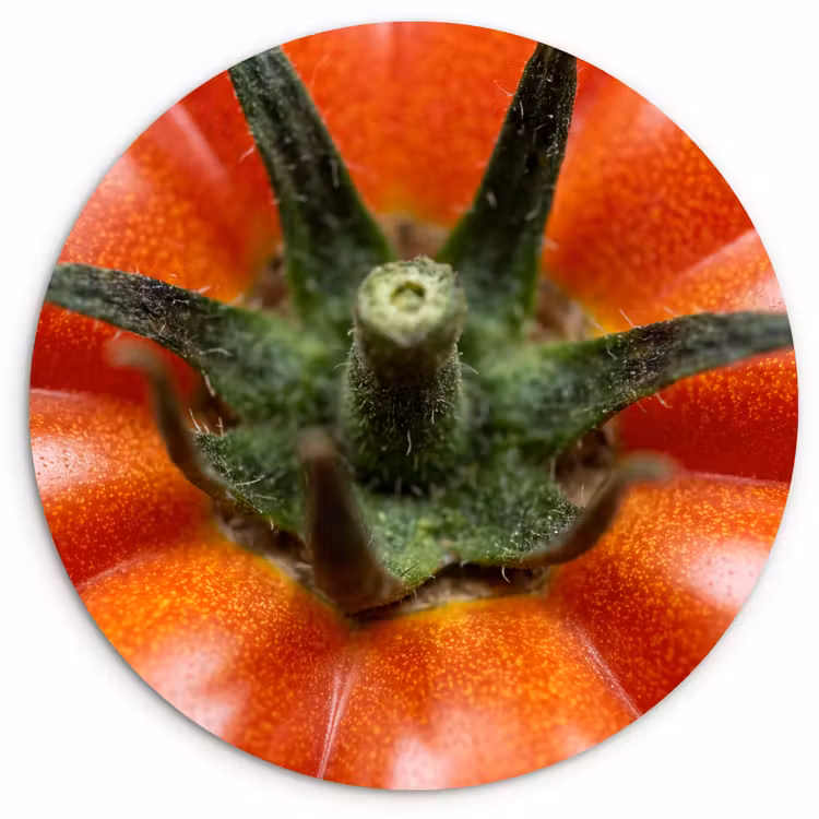 Wall circle - Glass - Food - Tomato - Red - Eten - Tomaat - Rood Wandcirkel plexiglas klein