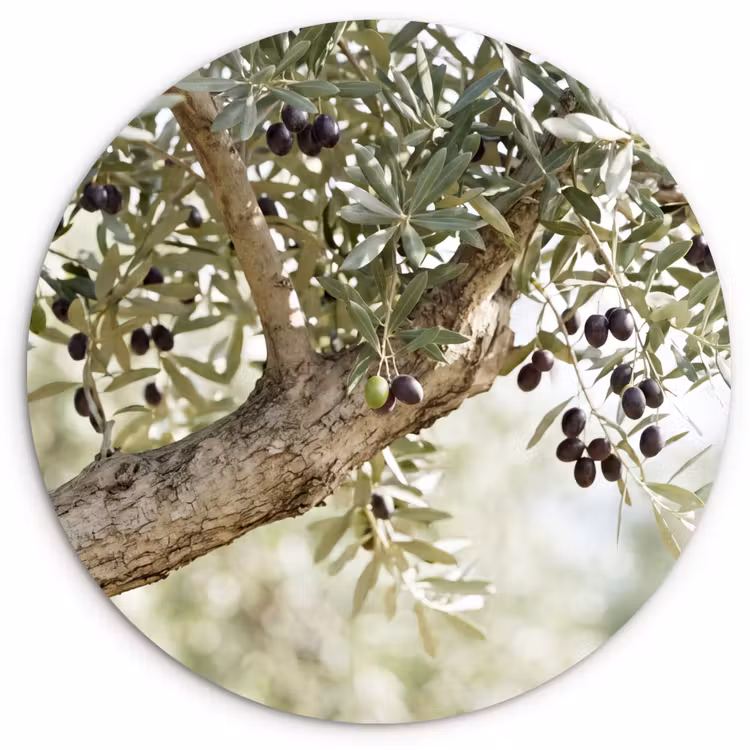 Wall circle - Glass - Olive tree - branch - green - Olijfboom - tak - groen Wandcirkel plexiglas klein