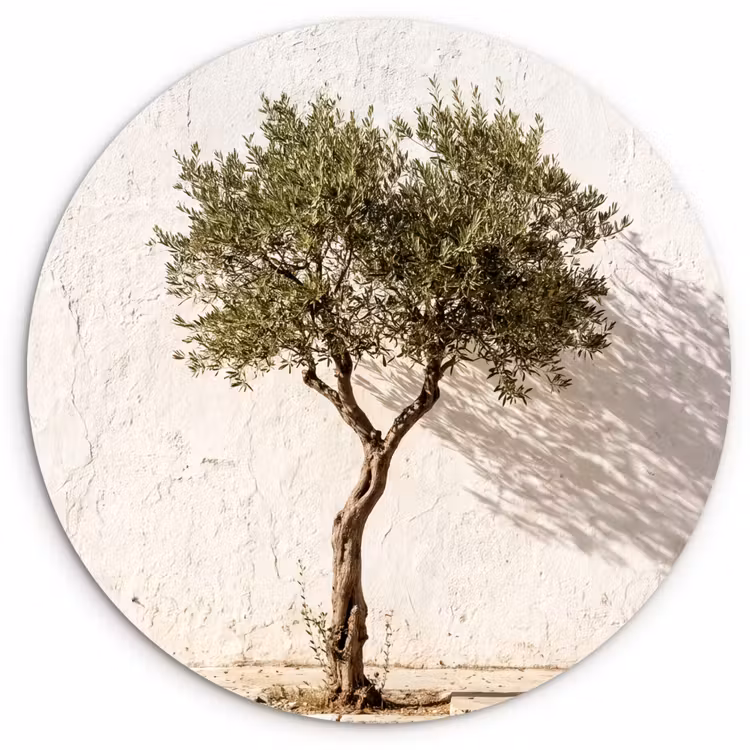 Wall circle - Glass - Olive Tree - Wall - White - Olijfboom - muur - wit Wandcirkel plexiglas klein