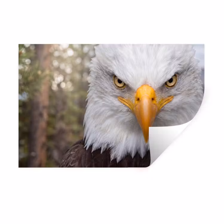Amerikaans - Zeearend - Portret - Geel Muursticker klein -3d