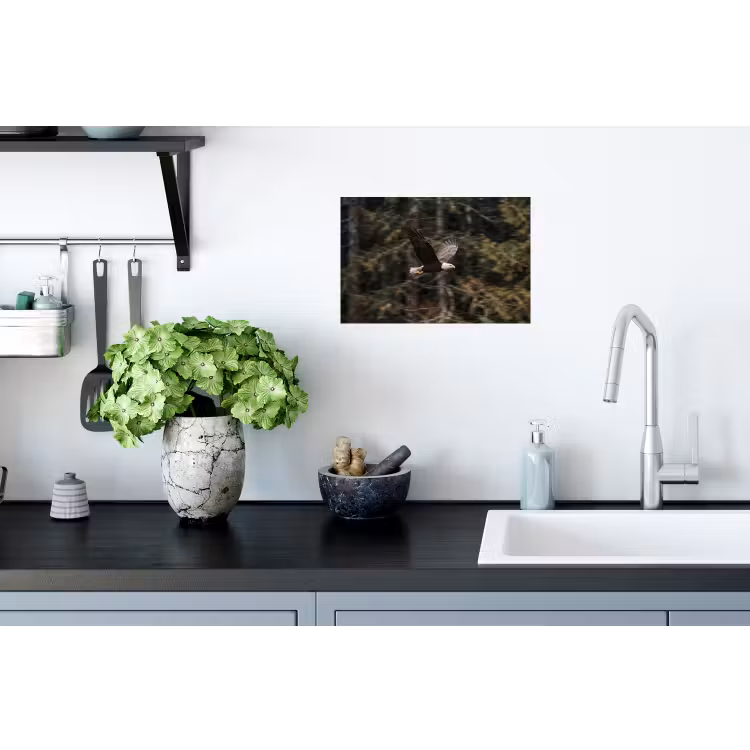 Zeearend - Vliegen - Bos - Natuur Muursticker klein -keuken