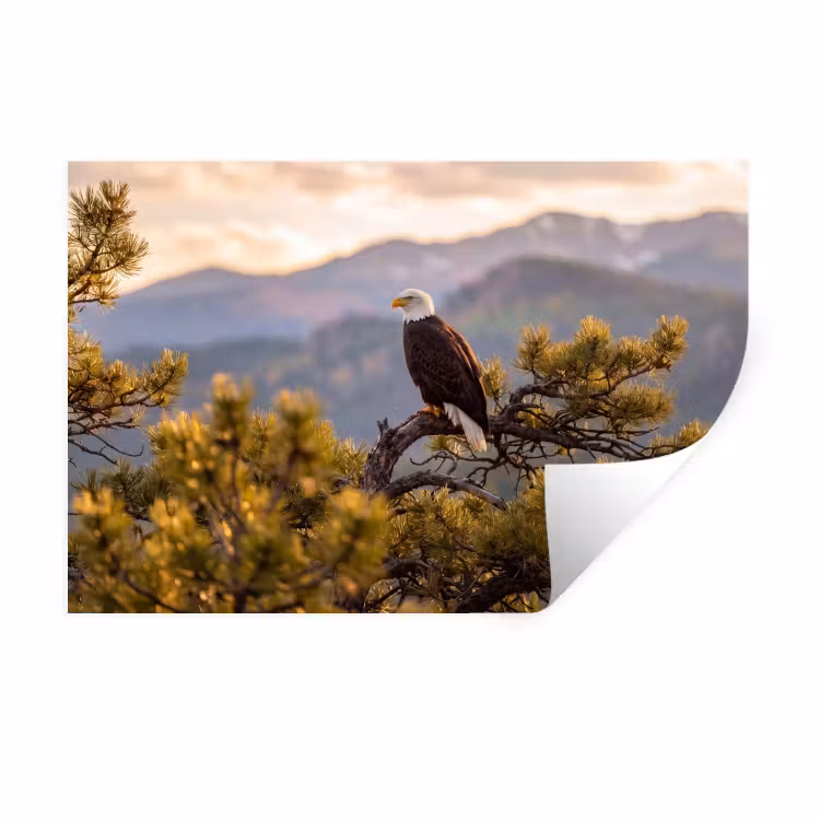 Zeearend - Boom - Bergen - Groen Muursticker klein -3d