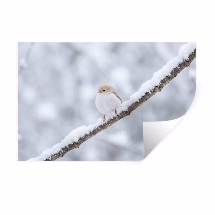 Vogeltje - Sneeuw - Tak - Winter - Zacht Muursticker klein -3d