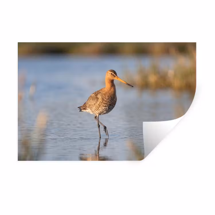 Vogel - Steltloper - Water - Natuur Muursticker klein -3d