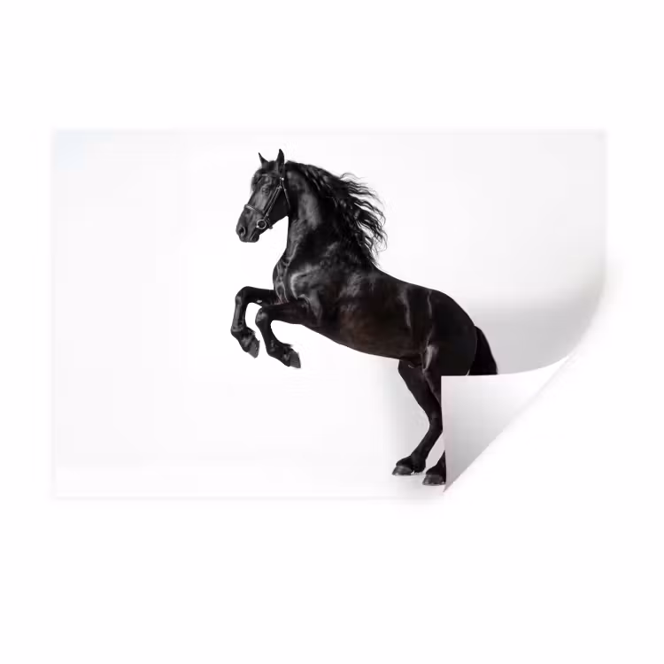 Zwart - Paard - Portret Muursticker klein -3d