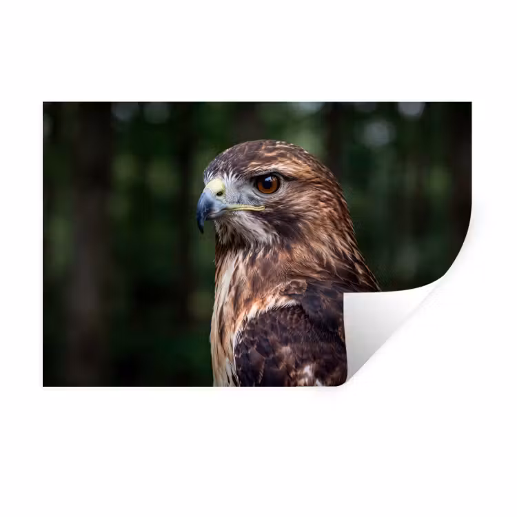 Buizerd - Roofvogel - Natuur - Bruin Muursticker klein -3d