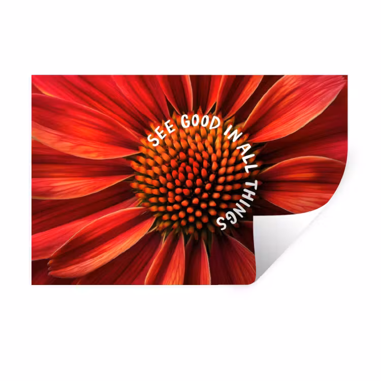 Close up - Bloem - Quote - Rood Muursticker klein -3d