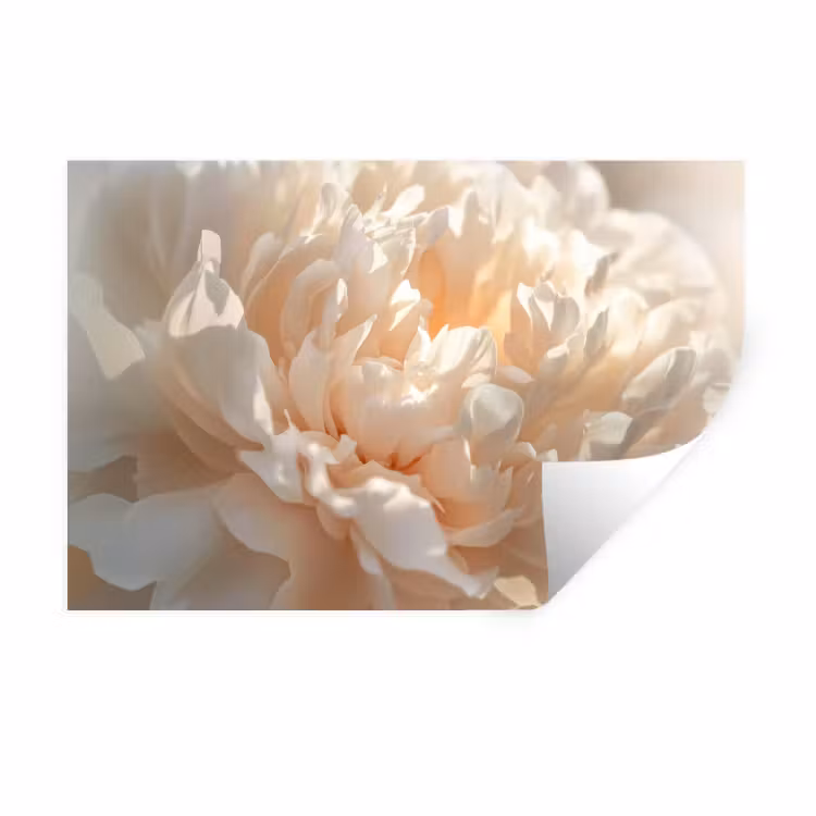 Close up - Pioenroos - Lichtroze Muursticker klein -3d