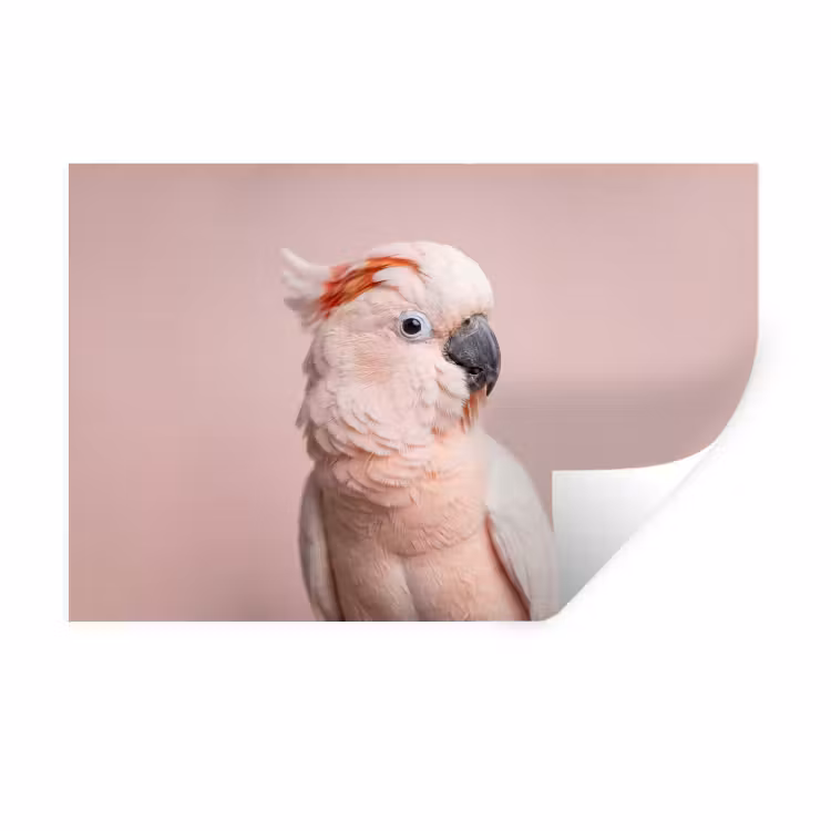 Kaketoe - Portret - Roze Muursticker klein -3d