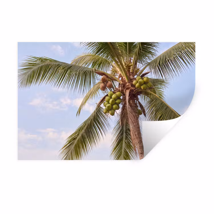 Kokosnoot - Boom - Tropisch - Natuur - Groen Muursticker klein -3d