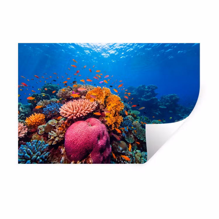 Koraal - Vissen - Oceaan - Natuur - Kleurrijk Muursticker klein -3d