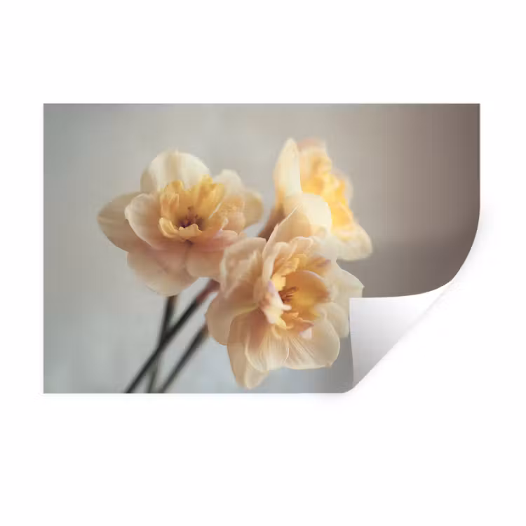 Narcissen - Geel - Bloemblaadjes Muursticker klein -3d