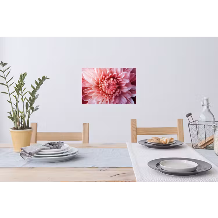 Dahlia - Bloem - Close up - Roze Muursticker klein -eettafel