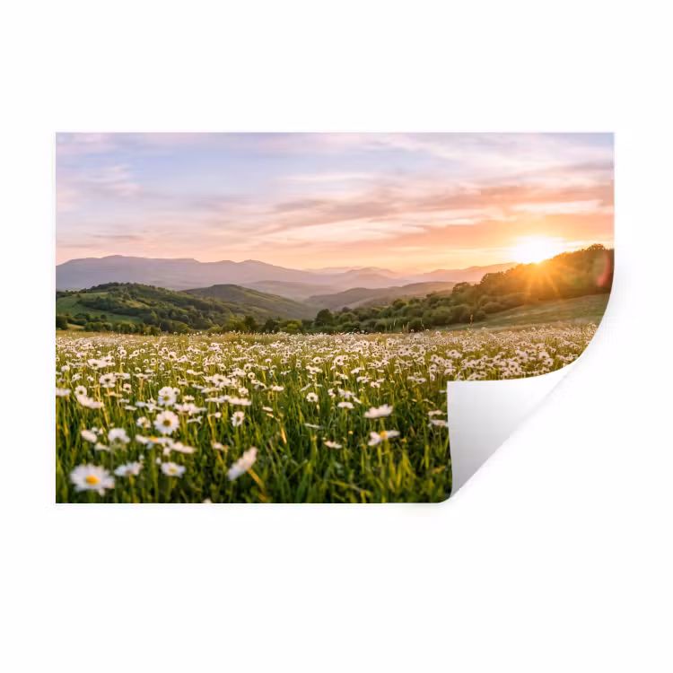 Madelief - Veld - Heuvels - Groen Muursticker klein -3d
