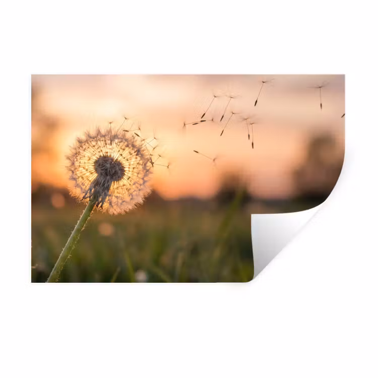 Paardenbloem - Zonsondergang - Veld Muursticker klein -3d