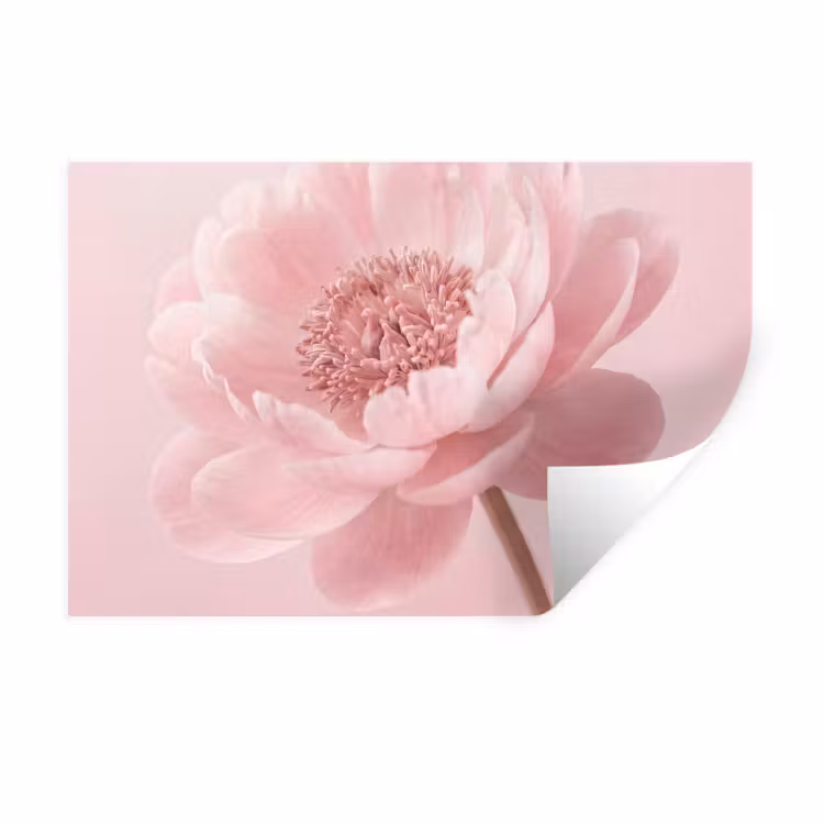 Bloem - Pioenroos - Roze Muursticker klein -3d
