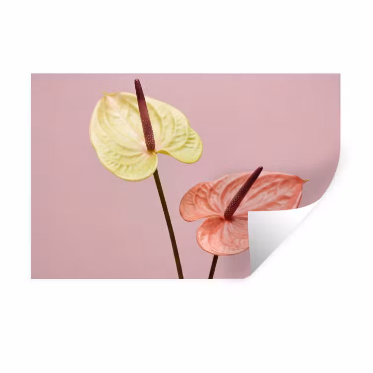 Bloemen - Anthuriums - Geel - Roze Muursticker klein -3d