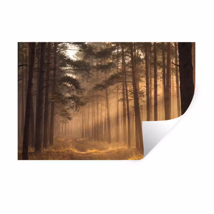 Bos - Mist - Zonlicht Muursticker klein -3d