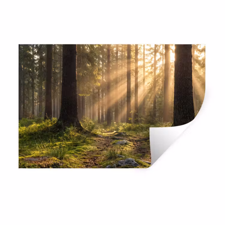 Bos - Zonlicht - Gras Muursticker klein -3d